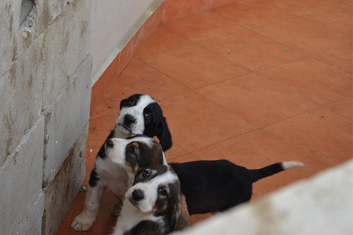 cachorros