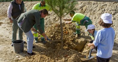 reforestacion