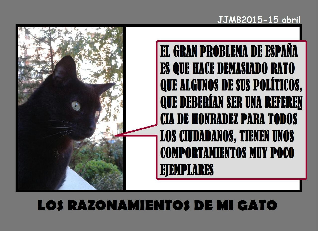 Reflexiones de mi gato - Capital Noroeste Reflexiones de mi gato - Capital Noroeste