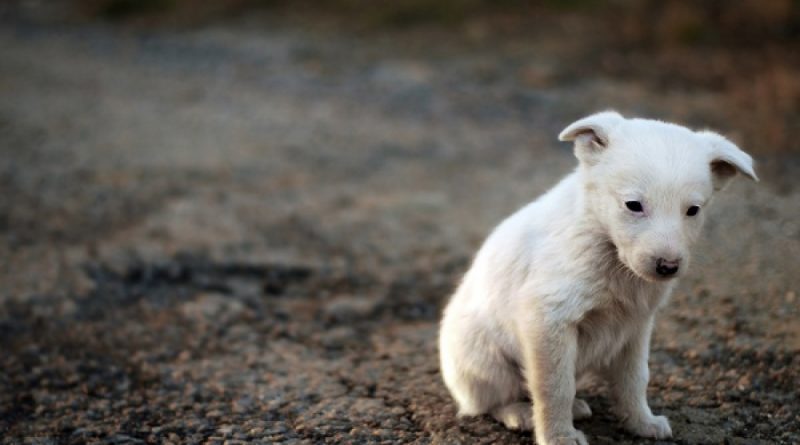 campaña abandono mascotas majadahonda