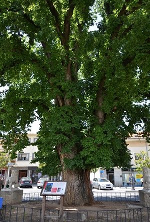 CONCURSO PARA ELEGIR EL ARBOL EUROPEO DEL AÑO 2016