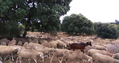 Las ovejas de la trashumancia pasan por El Escorial en su recorrido hasta Madrid.