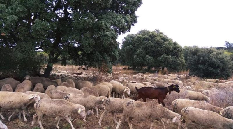 Las ovejas de la trashumancia pasan por El Escorial en su recorrido hasta Madrid.