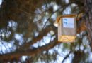 Las Rozas aumenta las medidas de control ante la plaga de oruga procesionaria en la Comunidad Las Rozas aumenta las medidas de control ante la plaga de oruga procesionaria en la Comunidad