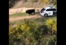 Un toro bravo se escapa en Galapagar y embiste a tres coches de la Guardia Civil Un toro bravo se escapa en Galapagar y embiste a tres coches de la Guardia Civil