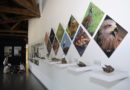 Boadilla del Monte: El Aula Medioambiental propone un otoño con rutas, talleres, cursos, y voluntariado Boadilla del Monte: El Aula Medioambiental propone un otoño con rutas, talleres, cursos, y voluntariado