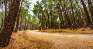 La Comunidad regula la gestión y los usos públicos del Parque Nacional de la Sierra de Guadarrama La Comunidad regula la gestión y los usos públicos del Parque Nacional de la Sierra de Guadarrama