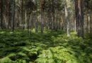 La Comunidad obtiene un gran índice de participación con la ruta turística ‘Los 14 Imprescindibles de la Sierra de Guadarrama’ La Comunidad obtiene un gran índice de participación con la ruta turística ‘Los 14 Imprescindibles de la Sierra de Guadarrama’