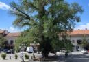 <strong>Guadarrama celebra el día Mundial del Medio Ambiente</strong>