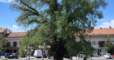 <strong>Guadarrama celebra el día Mundial del Medio Ambiente</strong> <strong>Guadarrama celebra el día Mundial del Medio Ambiente</strong>