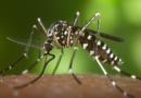 Plan de vigilancia, prevención y control ante el Mosquito Tigre en Las Rozas Plan de vigilancia, prevención y control ante el Mosquito Tigre en Las Rozas