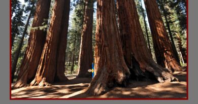 Encuentra a «Zapa»