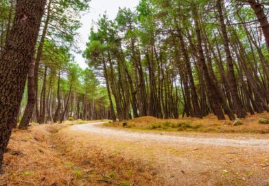 La Comunidad de Madrid solicitará la ampliación del Parque Nacional de la Sierra de Guadarrama La Comunidad de Madrid solicitará la ampliación del Parque Nacional de la Sierra de Guadarrama