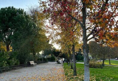 Majadahonda reconocida por quinto año consecutivo como “Tree cities of the World”