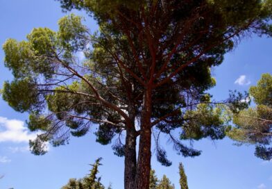 La FAO reconoce la gestión del arbolado urbano de Las Rozas con el premio “Tree Cities of the World 2025”