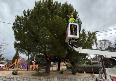 Galapagar refuerza las medidas contra la oruga procesionaria  del pino