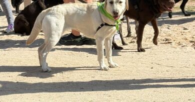 III edición de CaniCross Las Rozas