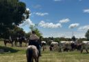 Galapagar celebra San Isidro con una Bueyada  y  Caballistas