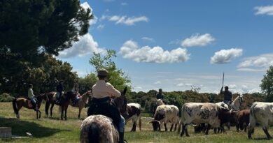 Galapagar celebra San Isidro con una Bueyada  y  Caballistas