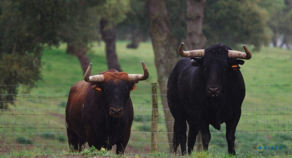 Toros de Palha