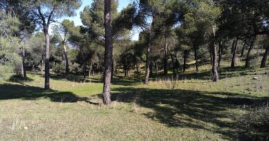 La Dehesa de Majadahonda, punto de observación de fauna