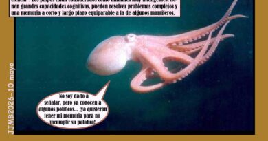 Octopus vulgaris