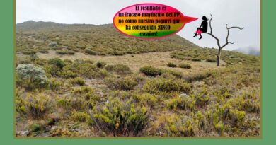 Yolanda por las ramas