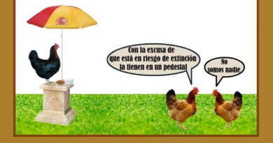 Objetivo: salvar a la gallina negra castellana