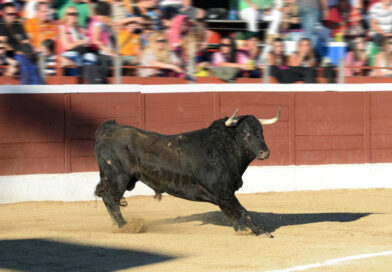  Guadarrama presenta las ganaderías que formaran parte de su feria taurina de San Miguel y San Francisco 2026    