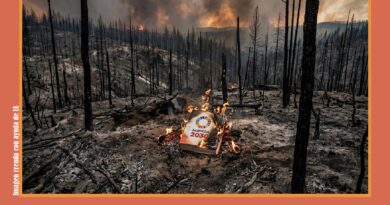 Y los bosques siguieron ardiendo