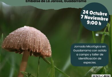   Guadarrama inicia las jornadas micológicas  con salidas y talleres de identificación y gastronómicos